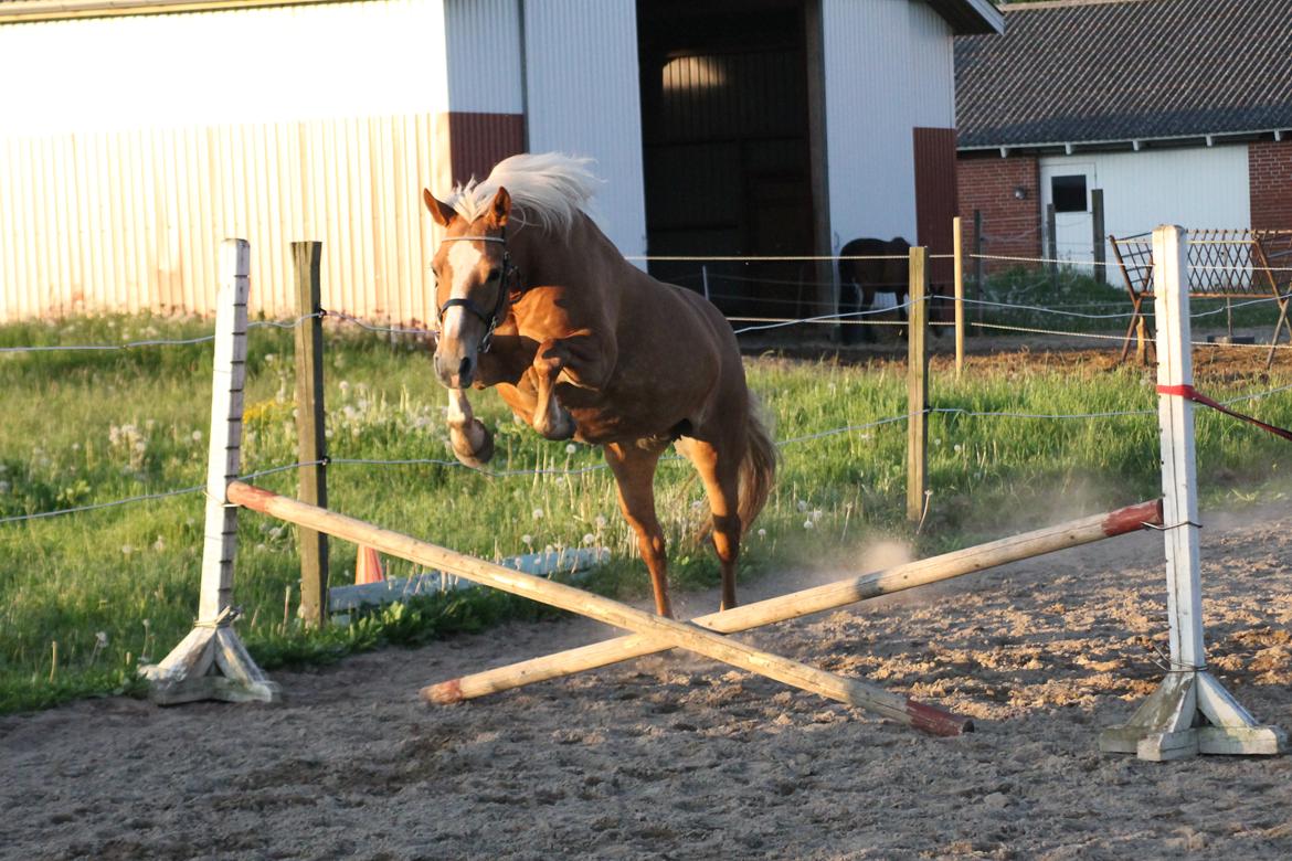 Haflinger Gipsy billede 40