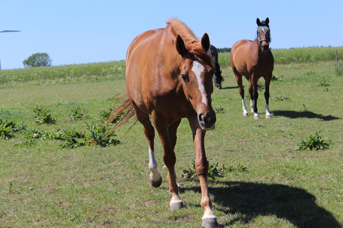 Dansk Varmblod Philipa billede 16