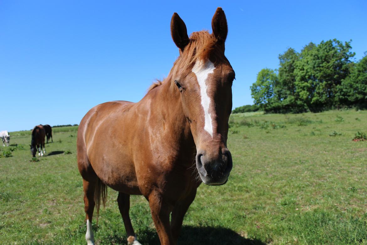 Dansk Varmblod Philipa billede 1