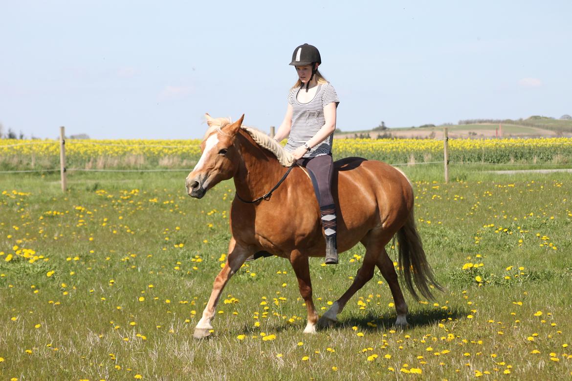 Haflinger Gipsy billede 19