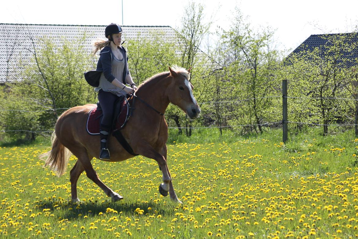 Haflinger Gipsy billede 36