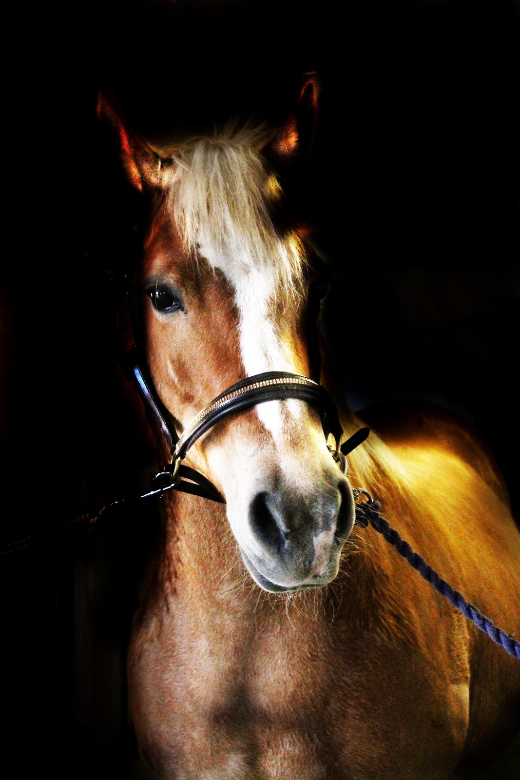 Haflinger Gipsy billede 46