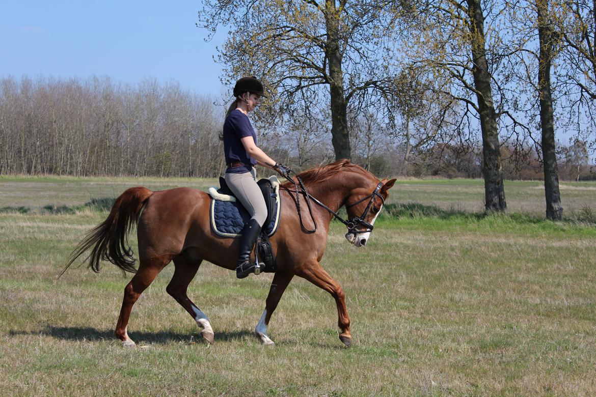 Sportsaraber (A) Ryttergårdens Shakie (Solgt) - April 2016 billede 16
