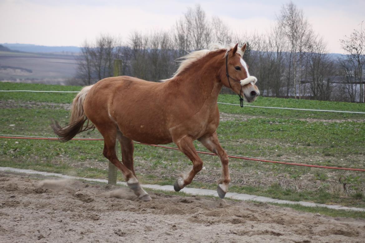 Haflinger Gipsy billede 49