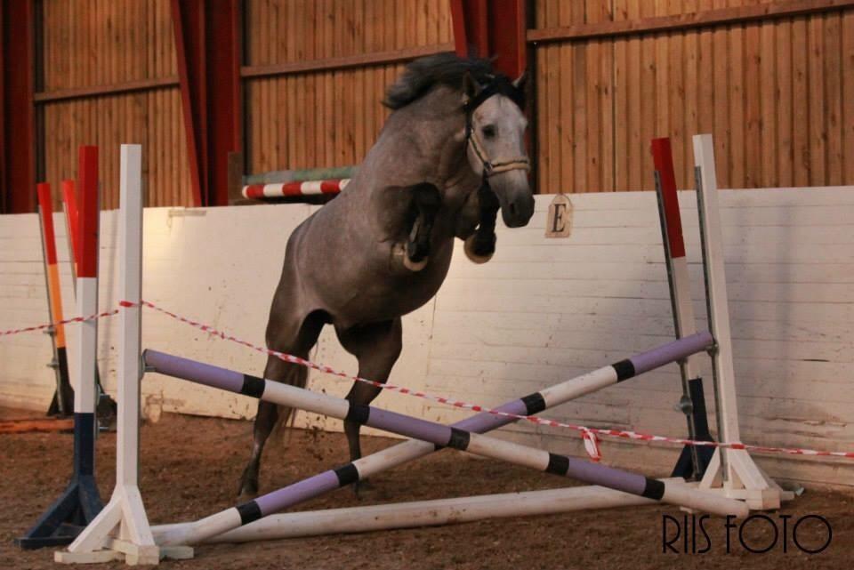 Pura Raza Española Tiento Yet billede 13