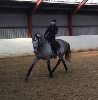 Pura Raza Española Tiento Yet billede 16