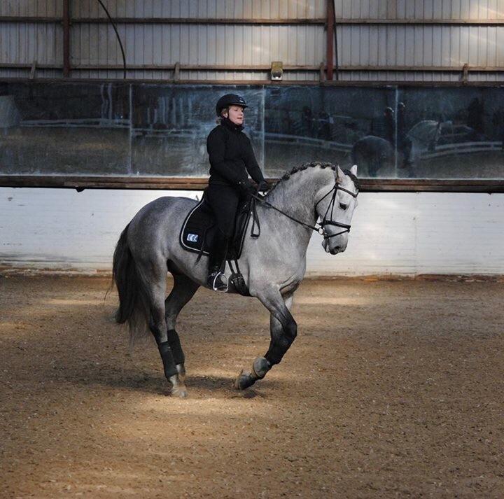 Pura Raza Española Tiento Yet billede 19