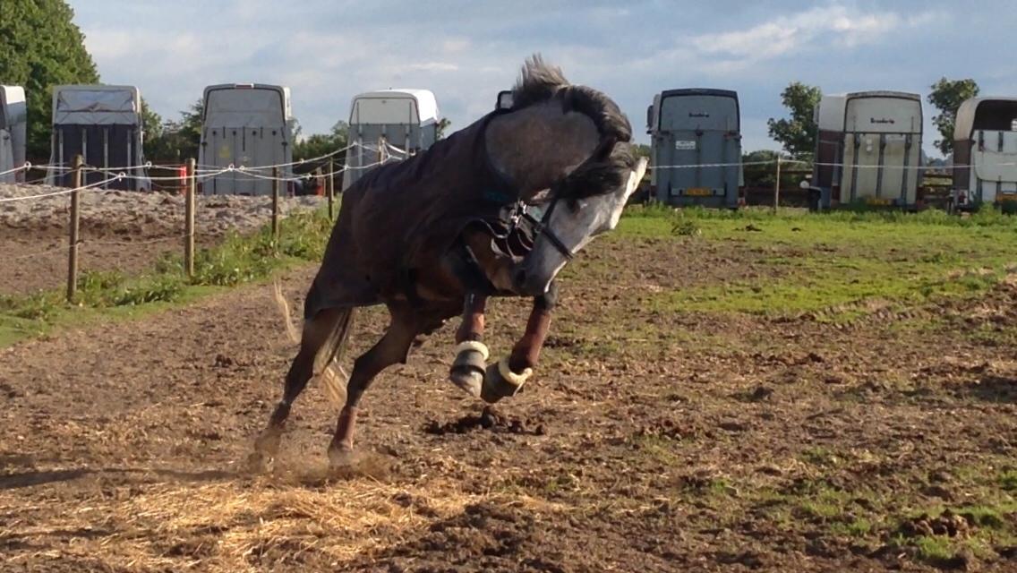 Pura Raza Española Tiento Yet billede 15