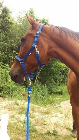 Traver Cæcar billede 17