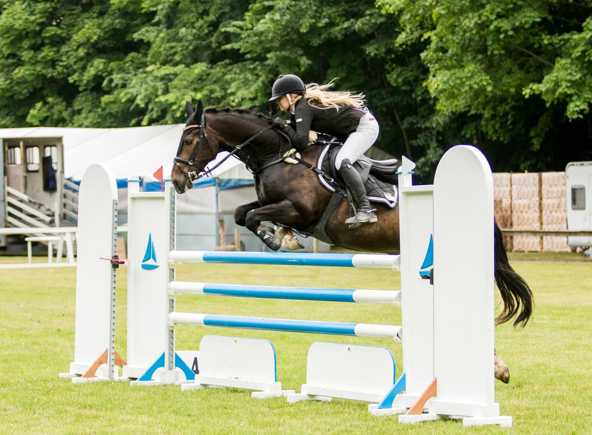 Hollandsk Varmblod Wilddancer - LA* Bernstorffparken 17/6 2016 billede 36