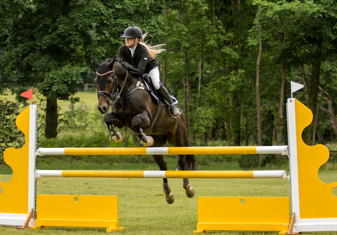 Hollandsk Varmblod Wilddancer - LA* Bernstorffparken 17/6 2016 billede 37