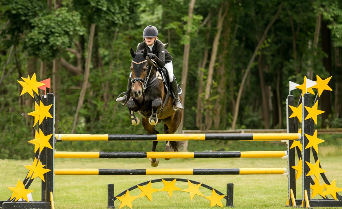 Hollandsk Varmblod Wilddancer - LA* Bernstorffparken 17/6 2016 billede 2