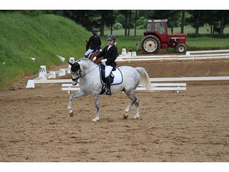 Svensk Sportspony  Uriah Heep A pony billede 2