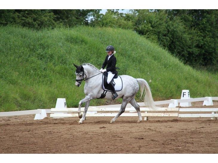 Svensk Sportspony  Uriah Heep A pony billede 3