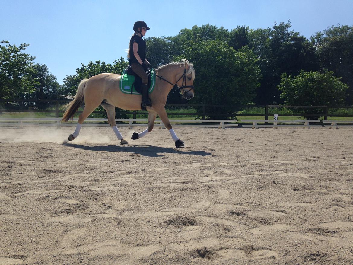 Fjordhest SILA KASTLUND billede 17