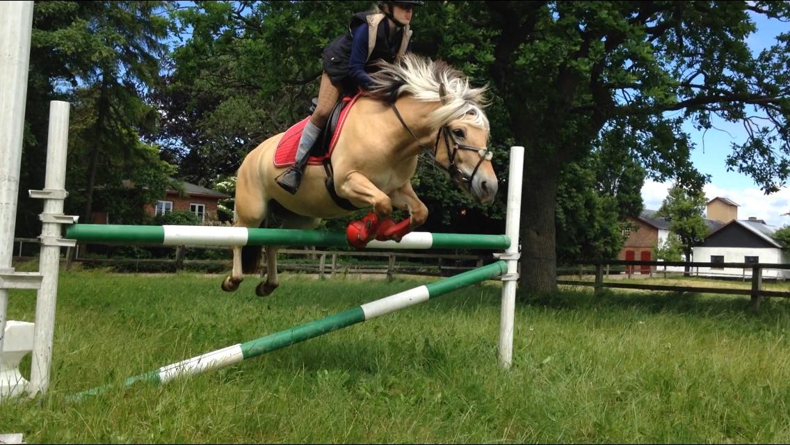 Fjordhest SILA KASTLUND - I hopla over 1 meter :) <3 billede 18