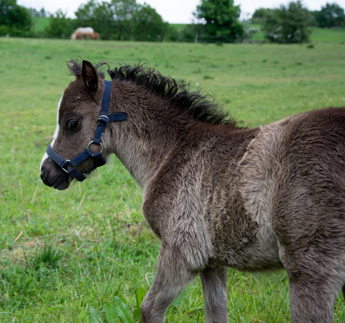 Welsh Mountain (sec A) Sunny Hill Anabell - Anabell 1 måned billede 8