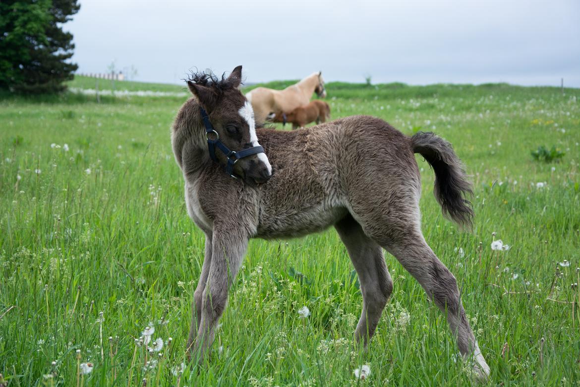 Welsh Mountain (sec A) Sunny Hill Anabell - Anabell 1 måned billede 9