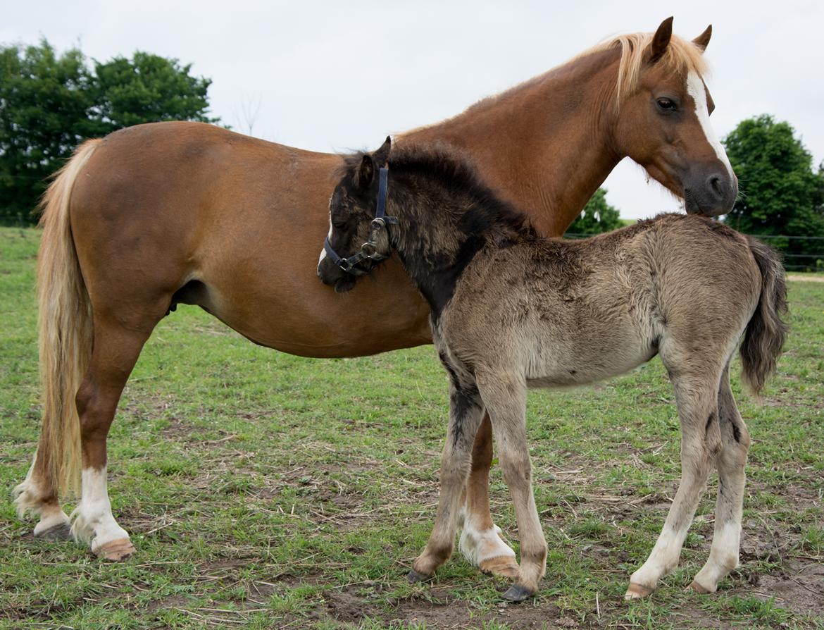 Welsh Mountain (sec A) Sunny Hill Anabell - Anabell og Babeth billede 11