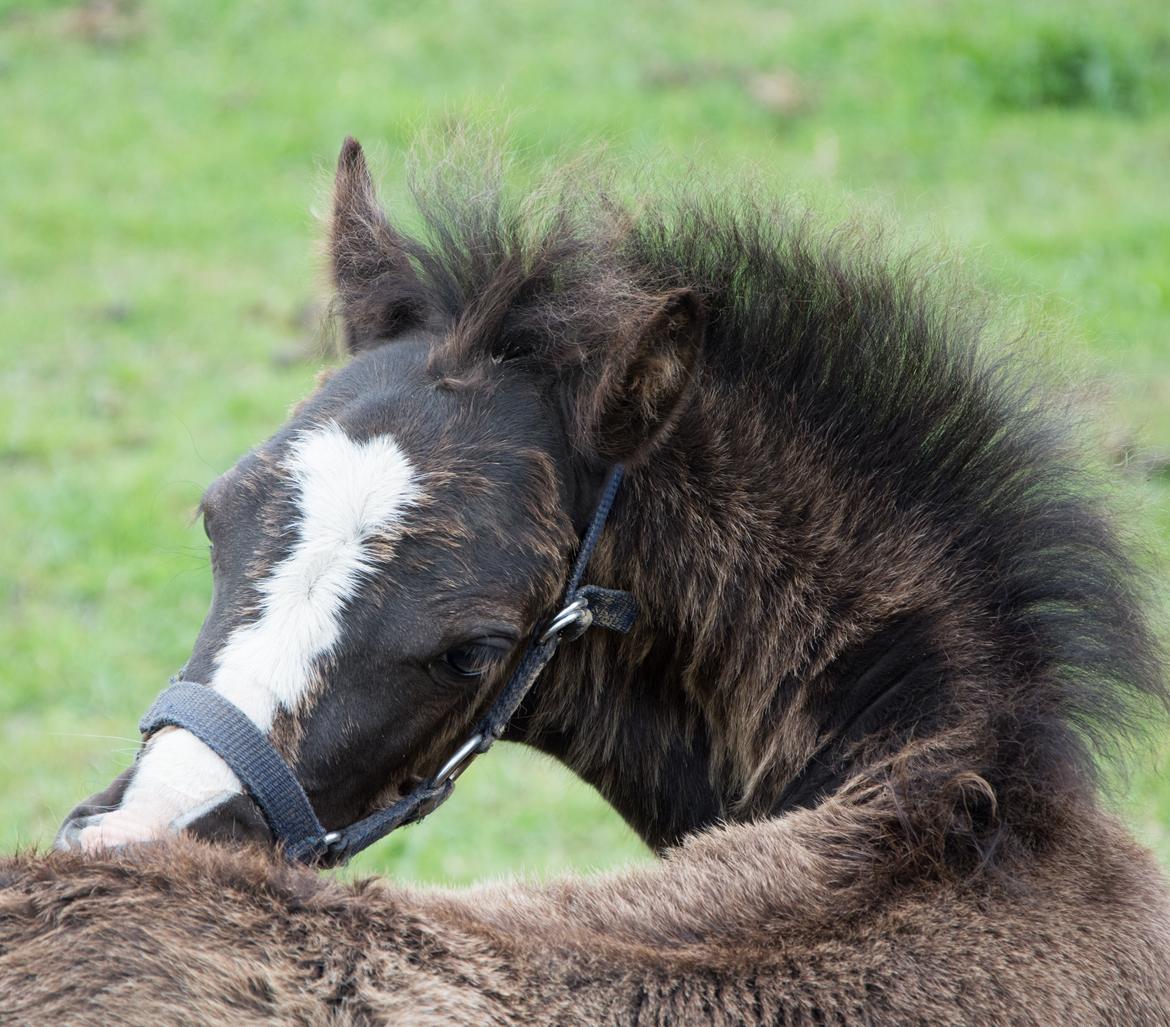 Welsh Mountain (sec A) Sunny Hill Anabell - Uf, hvor den følpels klør 16/6 2016 billede 10