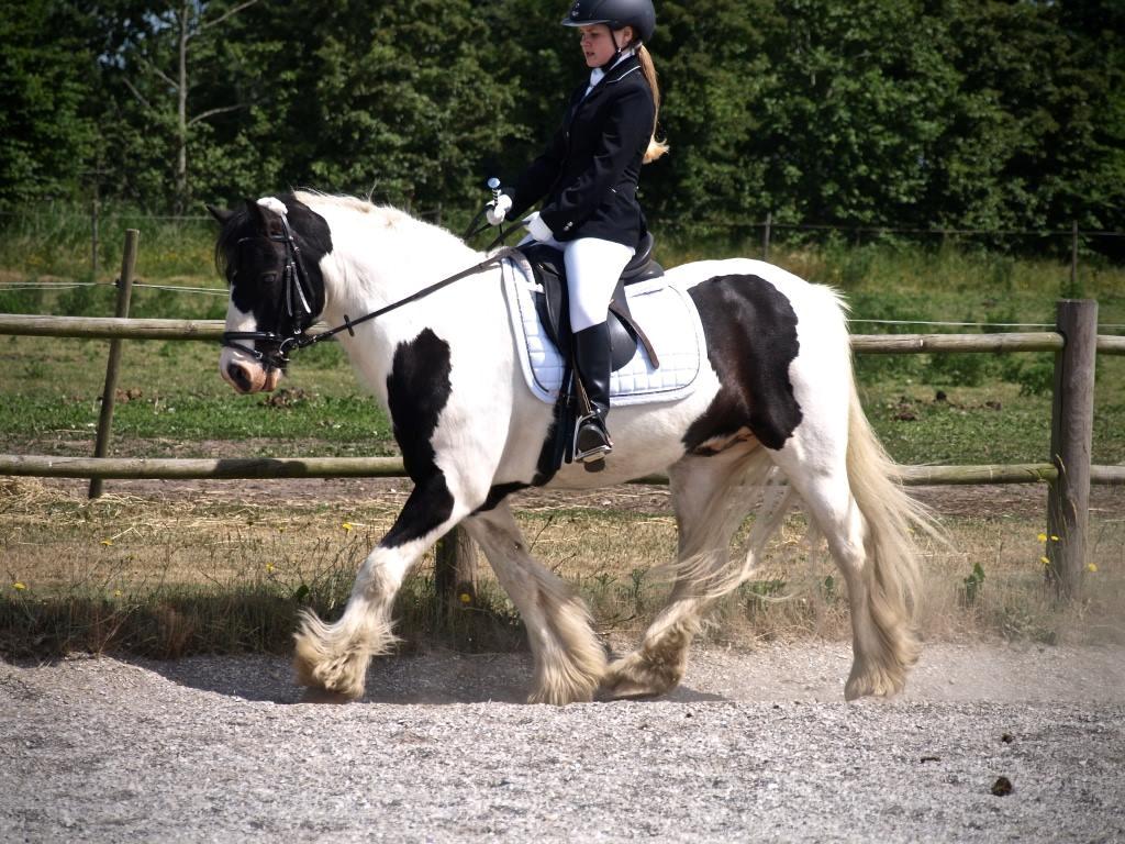 Tinker Sir Archibald af Østerbygaard - Til stævne hos S.O.R.K hvor vi vandt LD2 med 69,72 % billede 5