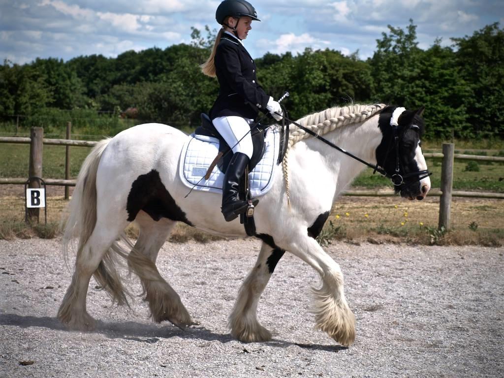 Tinker Sir Archibald af Østerbygaard - Vores 3 stævne, vi fik en 1 plads  billede 19