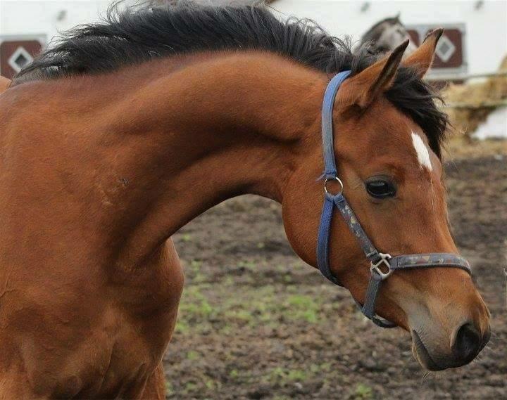 Arabisk fuldblod (OX) Donna Samiah APN OX [SOLGT] billede 1