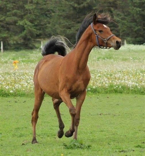 Arabisk fuldblod (OX) Donna Samiah APN OX [SOLGT] billede 2