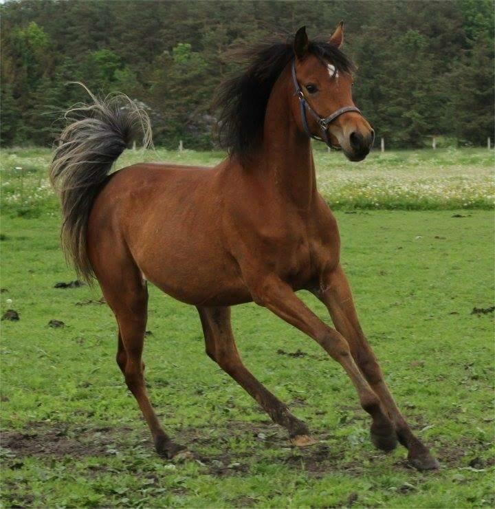 Arabisk fuldblod (OX) Donna Samiah APN OX [SOLGT] billede 4