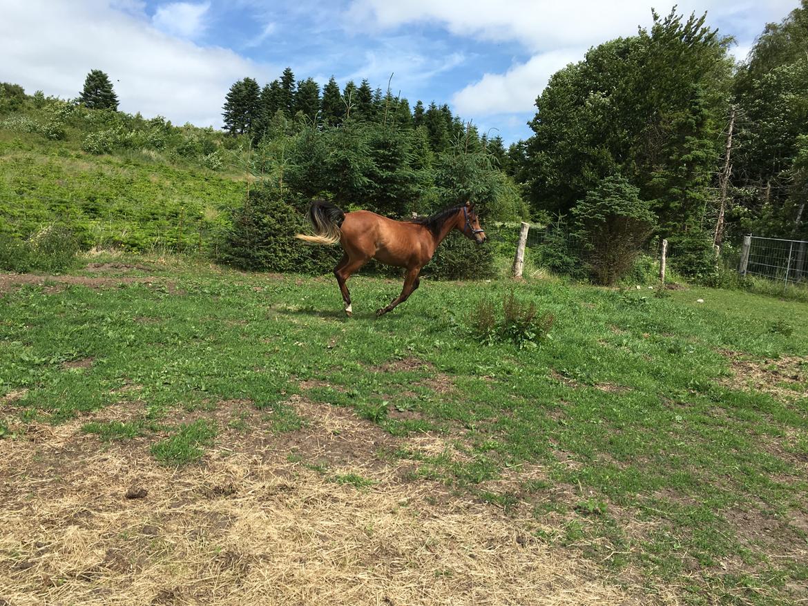 Arabisk fuldblod (OX) Donna Samiah APN OX [SOLGT] billede 5