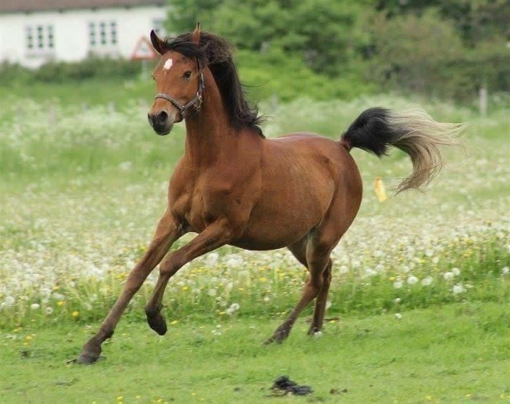 Arabisk fuldblod (OX) Donna Samiah APN OX [SOLGT] billede 3