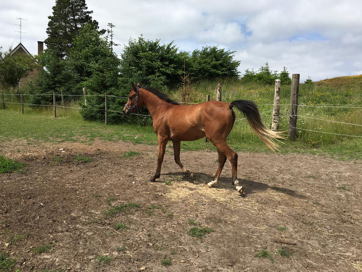 Arabisk fuldblod (OX) Donna Samiah APN OX [SOLGT] billede 7