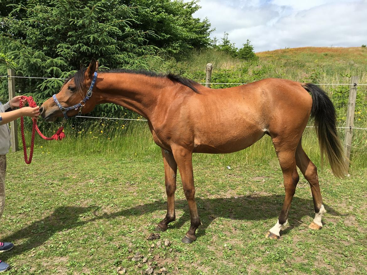 Arabisk fuldblod (OX) Donna Samiah APN OX [SOLGT] billede 8