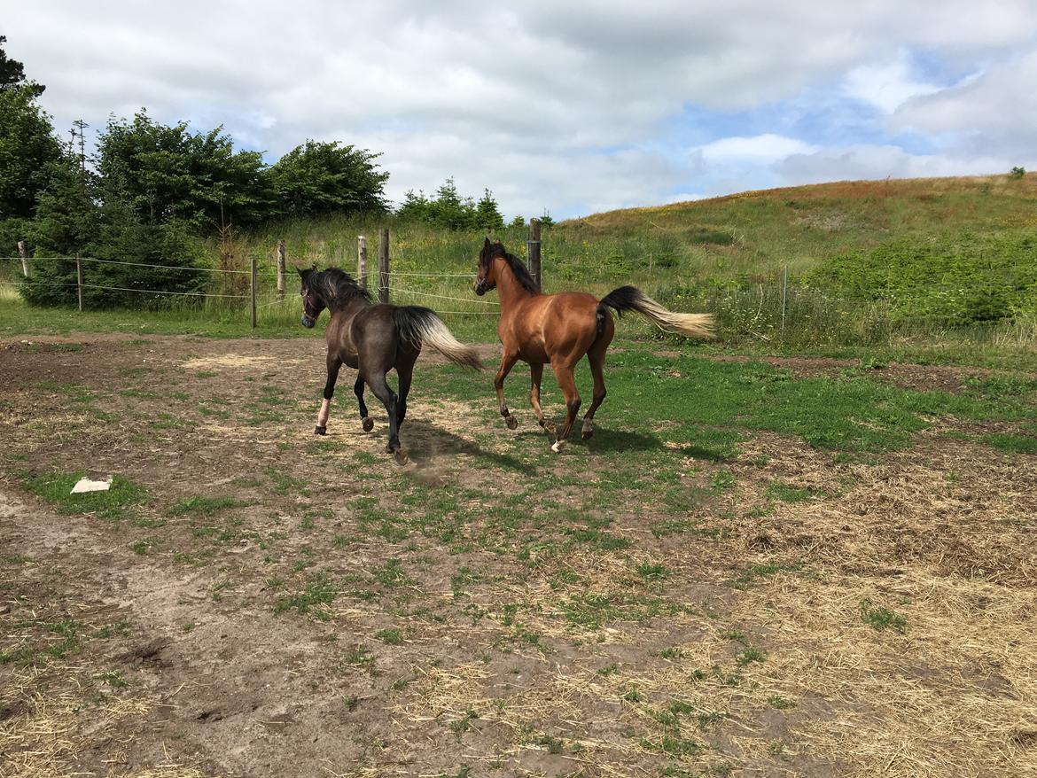 Arabisk fuldblod (OX) Donna Samiah APN OX [SOLGT] billede 6