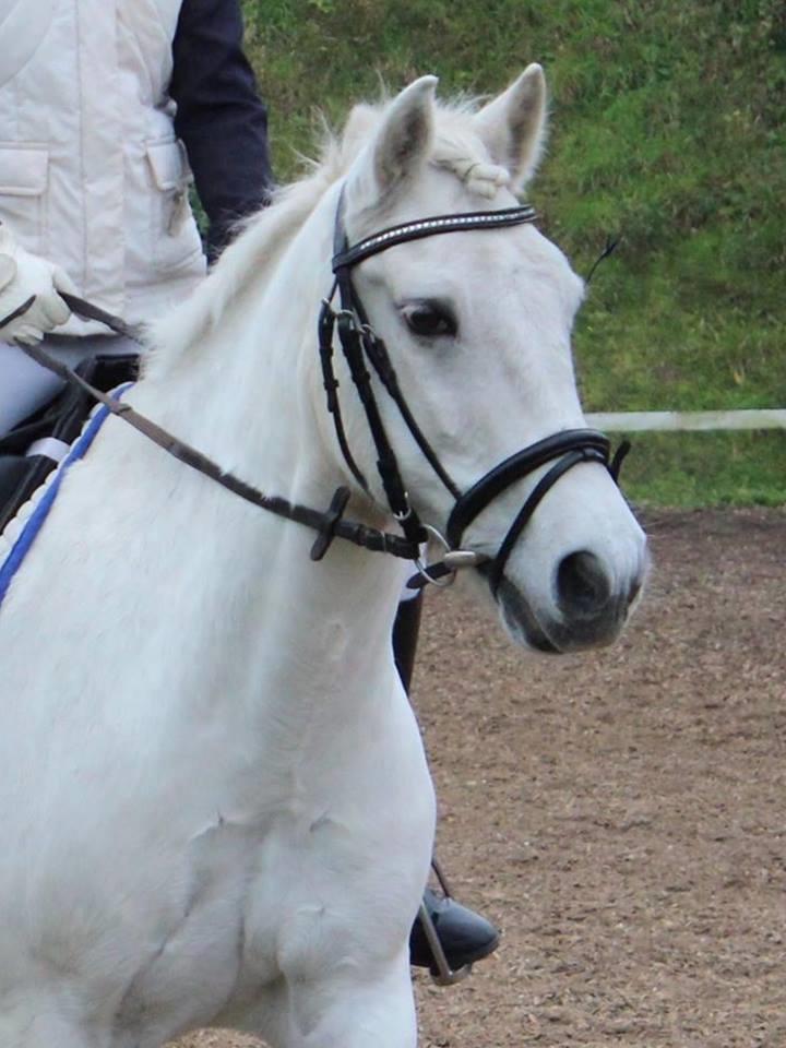 Anden særlig race Prince Alsace • Rest in peace • - opvarmning til dresssur stævne billede 10