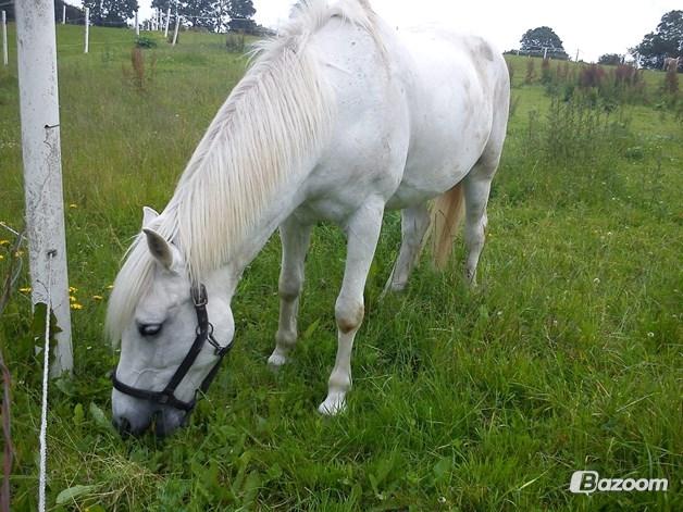 Anden særlig race Prince Alsace • Rest in peace • - græser lidt på marken <3 billede 11