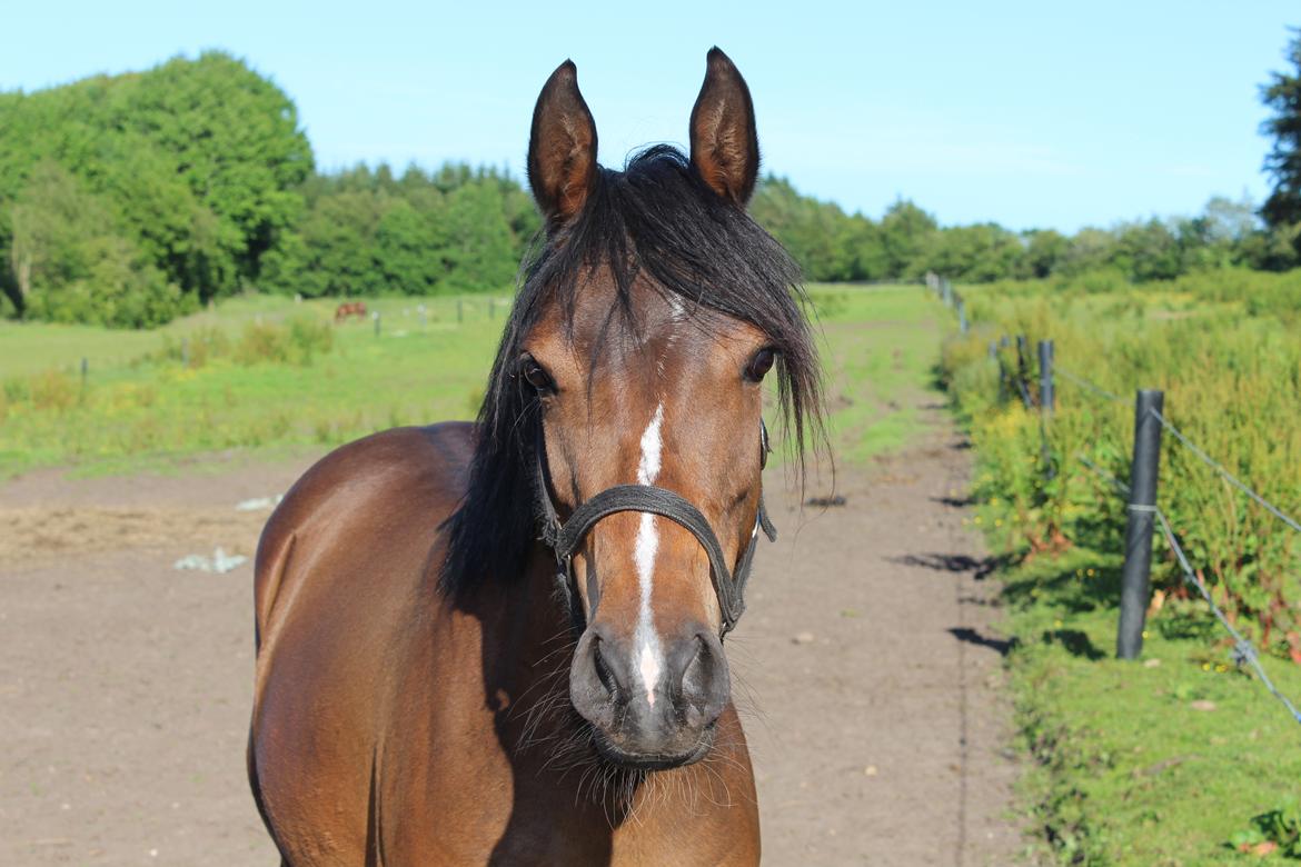 DSP Starhorse Fadooma billede 1