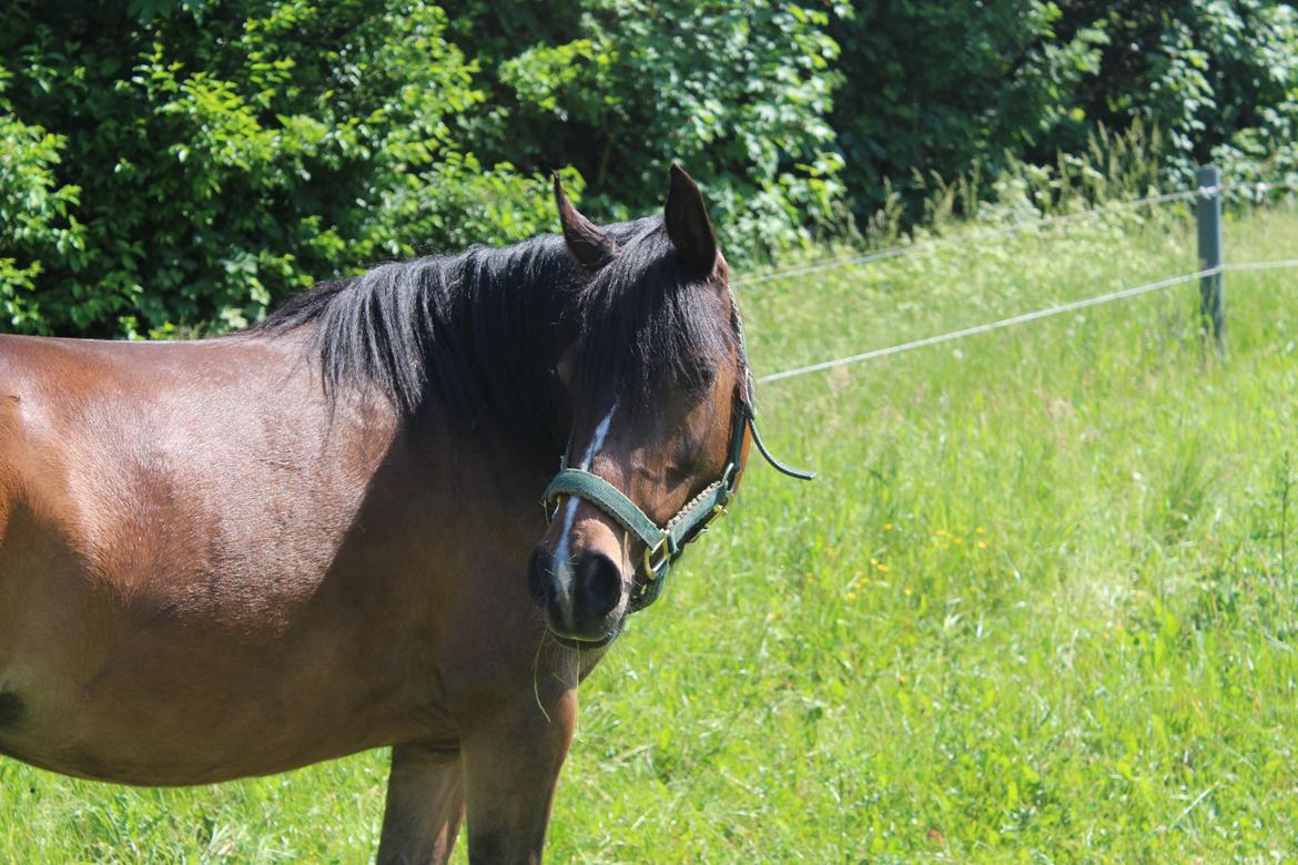 DSP Starhorse Fadooma billede 3