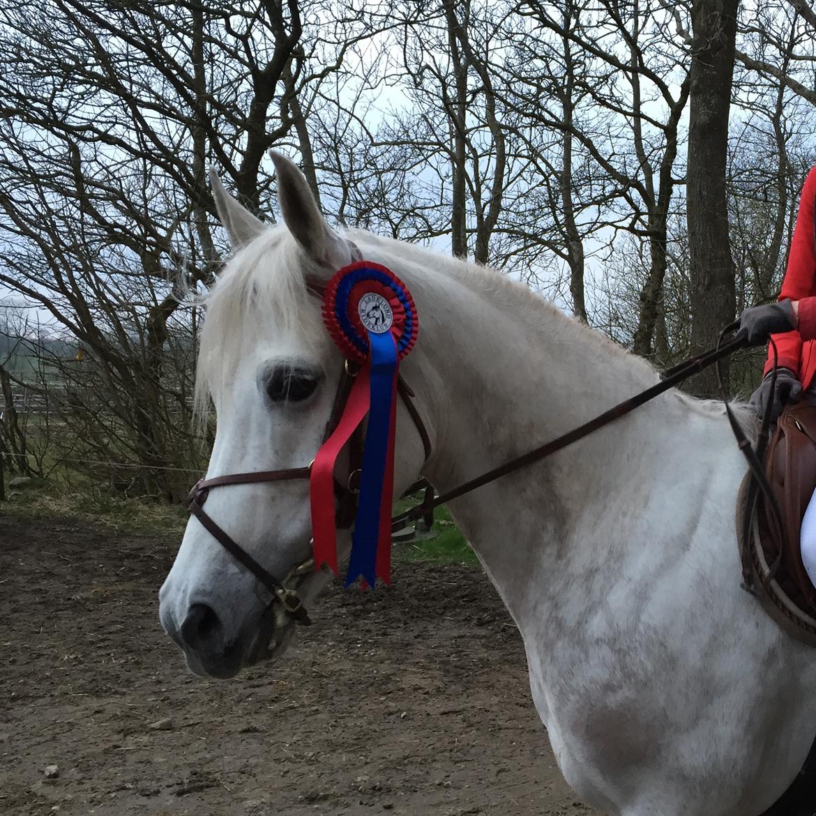 Anden særlig race Starhorse Ibn-Tai billede 4