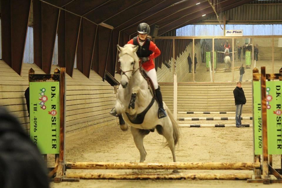 Anden særlig race Starhorse Ibn-Tai billede 6