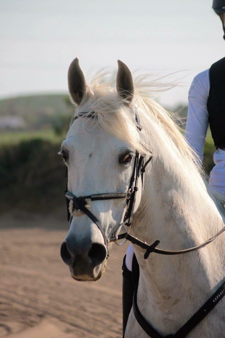 Anden særlig race Starhorse Ibn-Tai billede 1