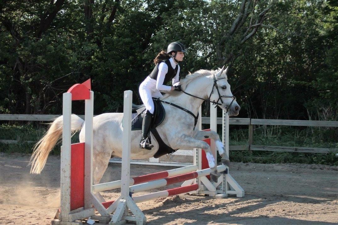 Anden særlig race Starhorse Ibn-Tai billede 2