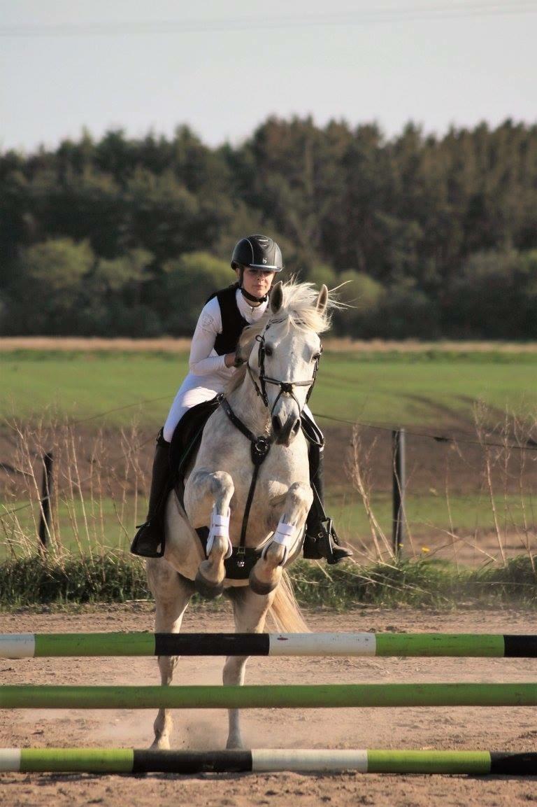 Anden særlig race Starhorse Ibn-Tai billede 7