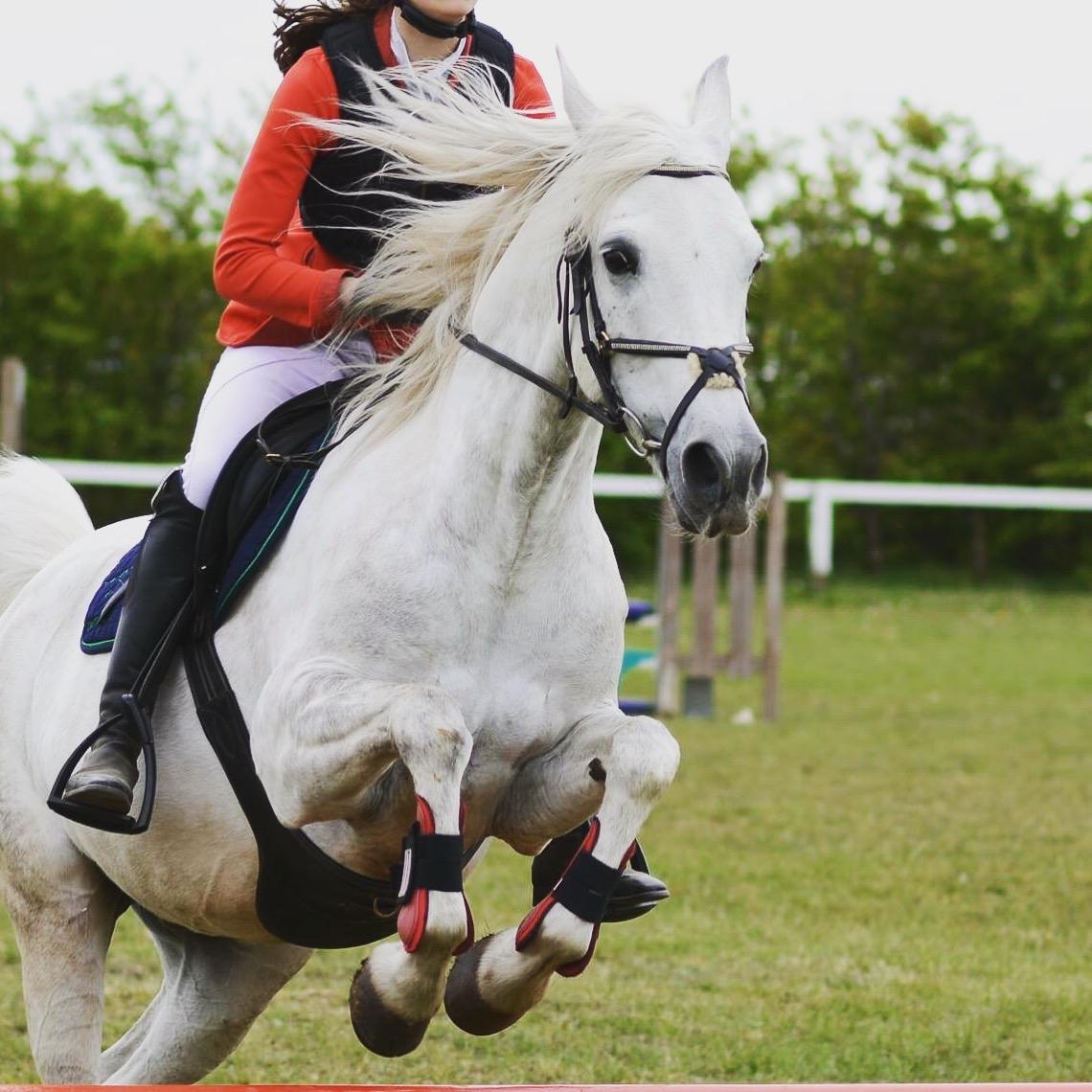 Anden særlig race Starhorse Ibn-Tai billede 3