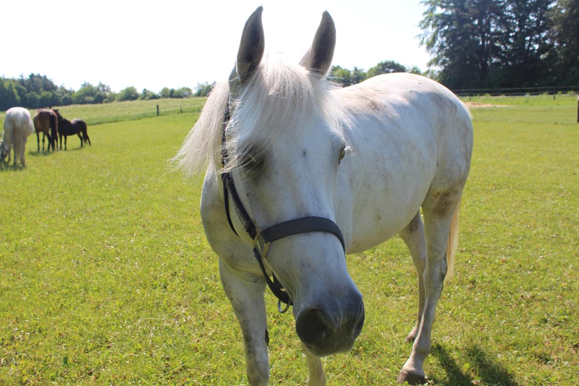 Anden særlig race Starhorse Ibn-Tai billede 8