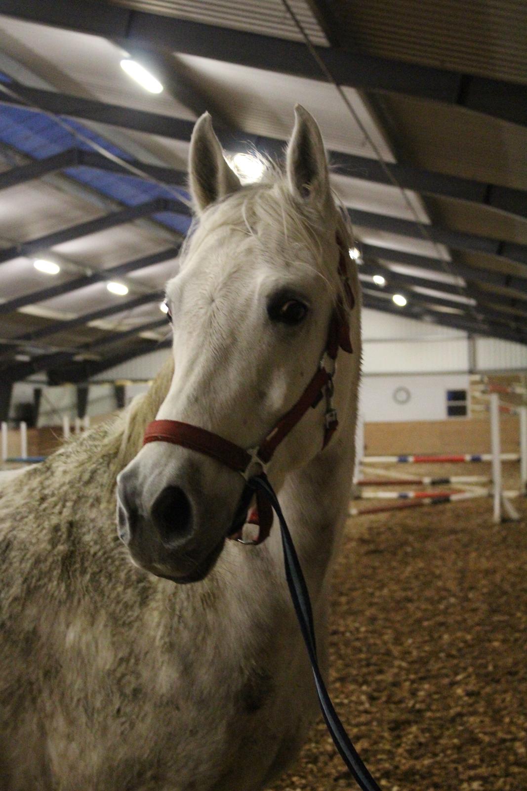 Anden særlig race Starhorse Ibn-Tai billede 5