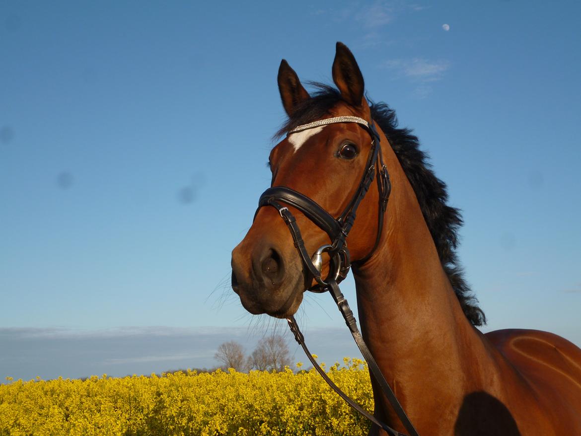 Trakehner Istar billede 18