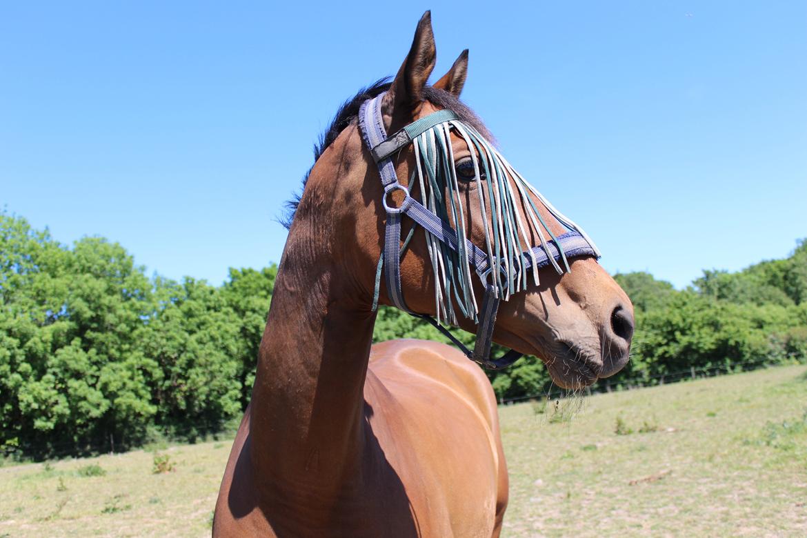 Trakehner Istar billede 19