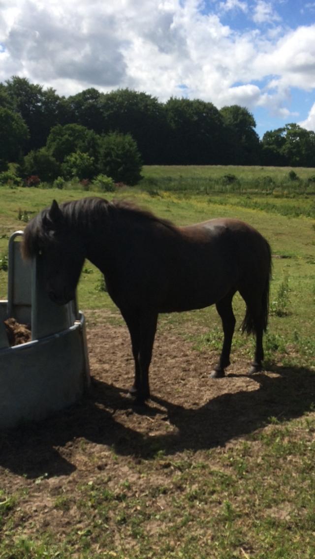 Islænder Sanna fra Åsbæk  - Her står sanna i Låsby, hvor jeg hilser på hende for første gang billede 1