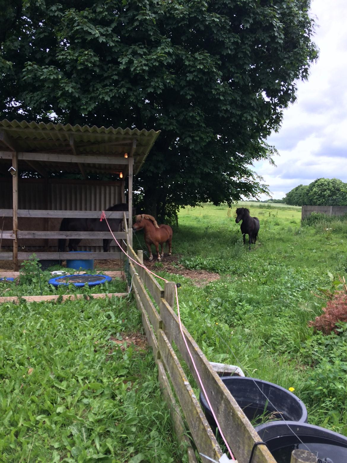 Islænder Sanna fra Åsbæk  billede 2